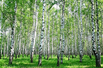 Березы, роща