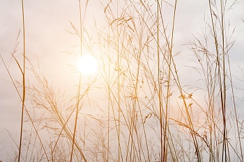 Сухие травы 2